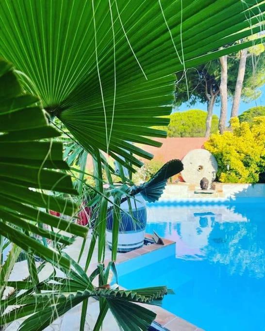 Hebergement Chambre D'Hotes Grau Du Roi Mas Des Marines Piscine Adult Only ル・グロー・デュ・ロワ エクステリア 写真